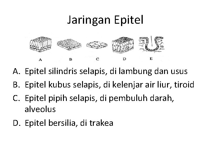 Jaringan Epitel A. Epitel silindris selapis, di lambung dan usus B. Epitel kubus selapis,