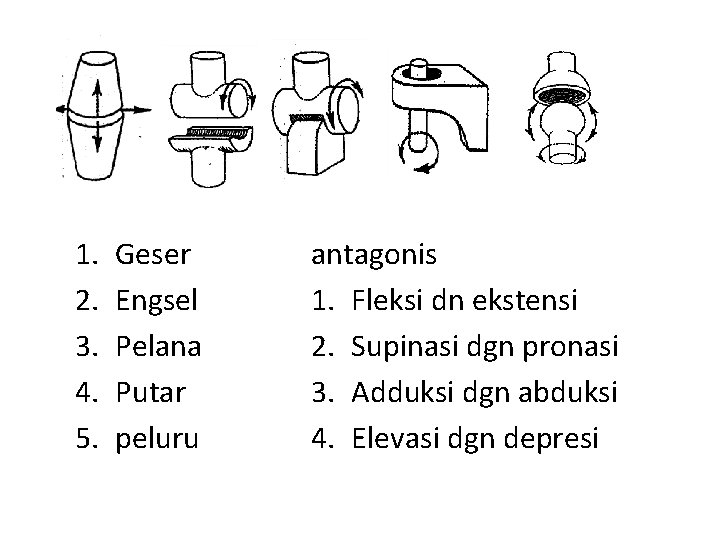 1. 2. 3. 4. 5. Geser Engsel Pelana Putar peluru antagonis 1. Fleksi dn