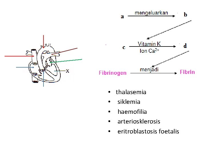  • • • thalasemia siklemia haemofilia arteriosklerosis eritroblastosis foetalis 