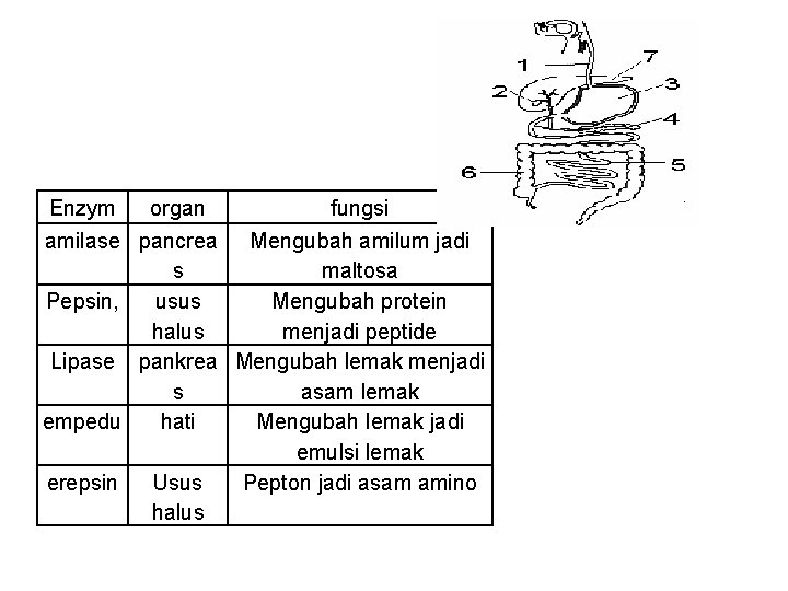 Enzym organ fungsi amilase pancrea Mengubah amilum jadi s maltosa Pepsin, usus Mengubah protein