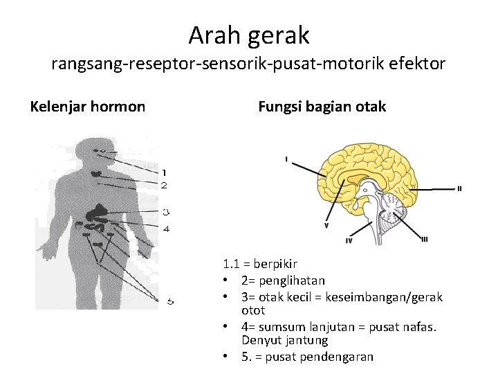Arah gerak rangsang-reseptor-sensorik-pusat-motorik efektor Kelenjar hormon Fungsi bagian otak 1. 1 = berpikir •