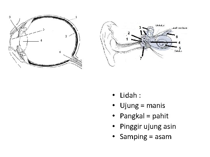  • • • Lidah : Ujung = manis Pangkal = pahit Pinggir ujung