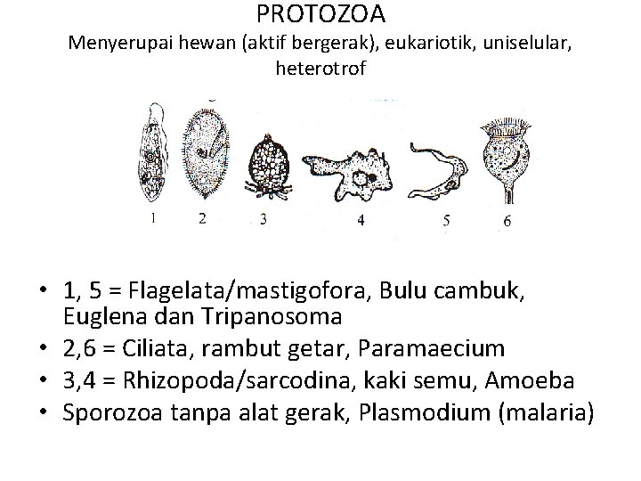PROTOZOA Menyerupai hewan (aktif bergerak), eukariotik, uniselular, heterotrof • 1, 5 = Flagelata/mastigofora, Bulu