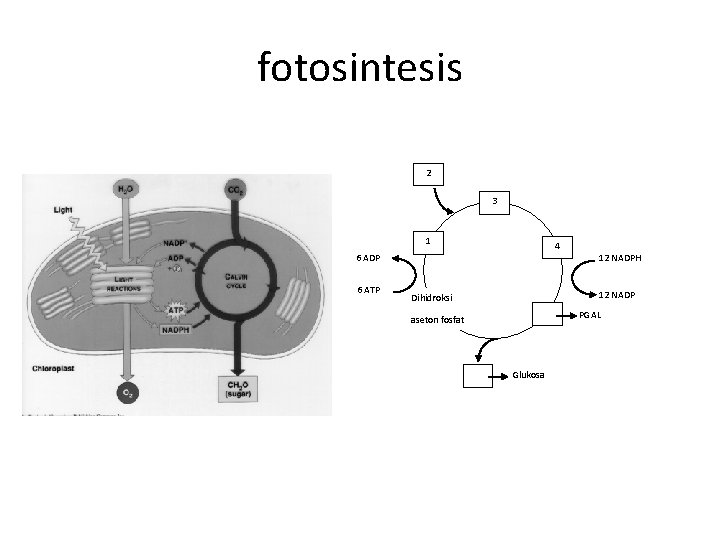 fotosintesis 2 3 1 4 6 ADP 6 ATP 12 NADPH 12 NADP Dihidroksi