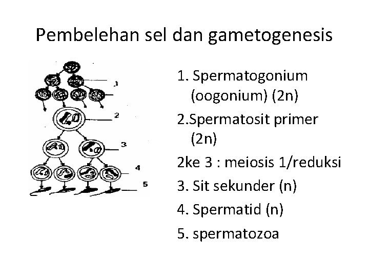 Pembelehan sel dan gametogenesis 1. Spermatogonium (oogonium) (2 n) 2. Spermatosit primer (2 n)