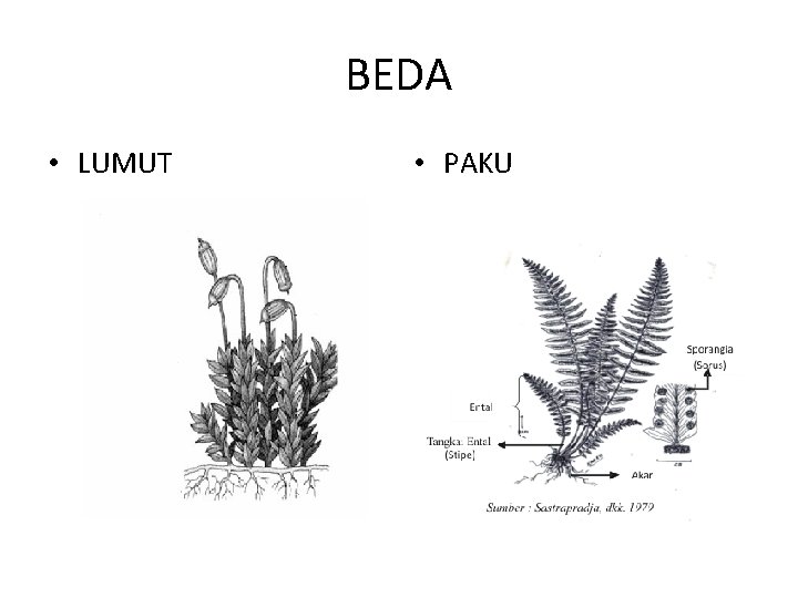 BEDA • LUMUT • PAKU 