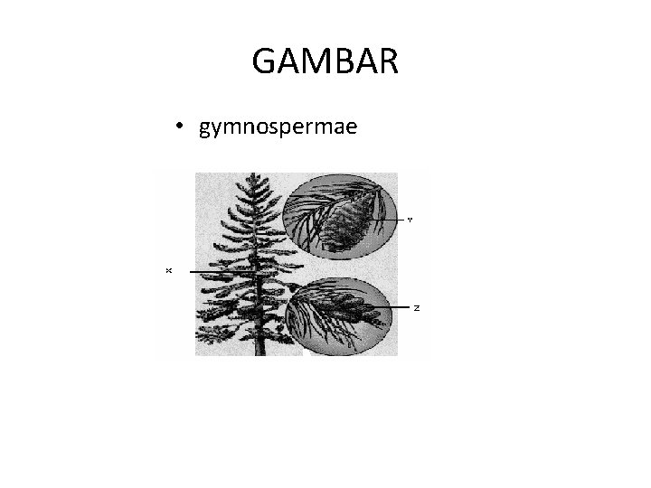 GAMBAR • gymnospermae 