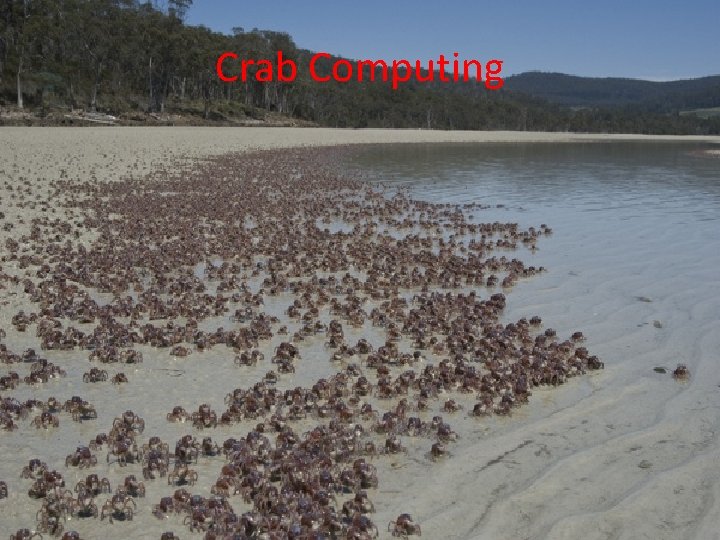 Crab Computing 46 