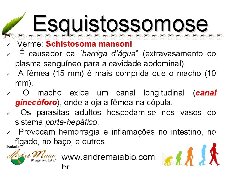 Esquistossomose ü ü ü Verme: Schistosoma mansoni É causador da “barriga d’água” (extravasamento do