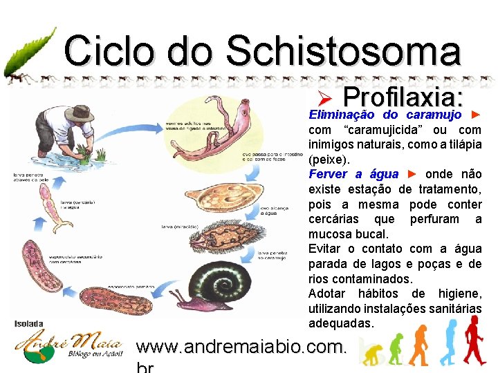 Ciclo do Schistosoma Profilaxia: Eliminação do caramujo ► Ø com “caramujicida” ou com inimigos