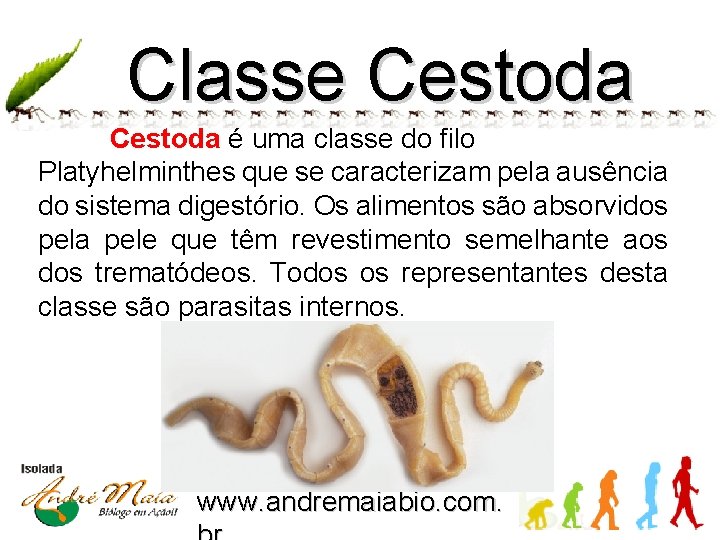 Classe Cestoda é uma classe do filo Platyhelminthes que se caracterizam pela ausência do