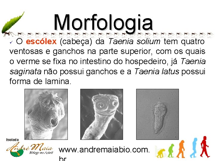Morfologia O escólex (cabeça) da Taenia solium tem quatro ventosas e ganchos na parte