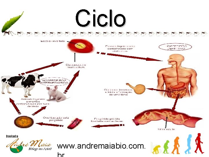 Ciclo www. andremaiabio. com. 