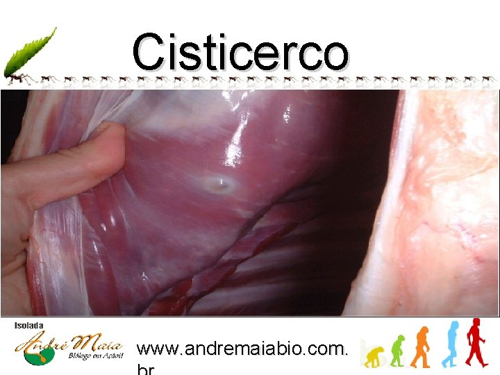 Cisticerco www. andremaiabio. com. 