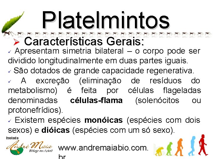 Platelmintos Ø Características Gerais: Apresentam simetria bilateral – o corpo pode ser dividido longitudinalmente