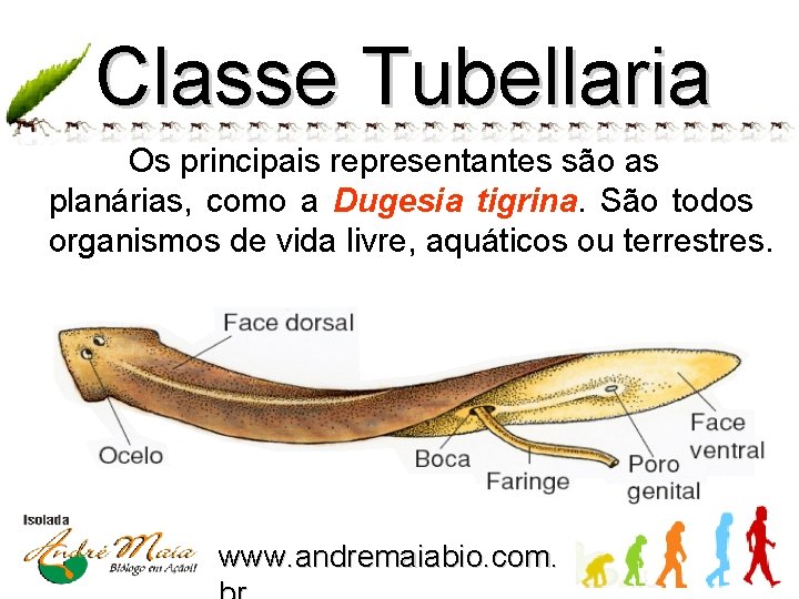 Classe Tubellaria Os principais representantes são as planárias, como a Dugesia tigrina. São todos