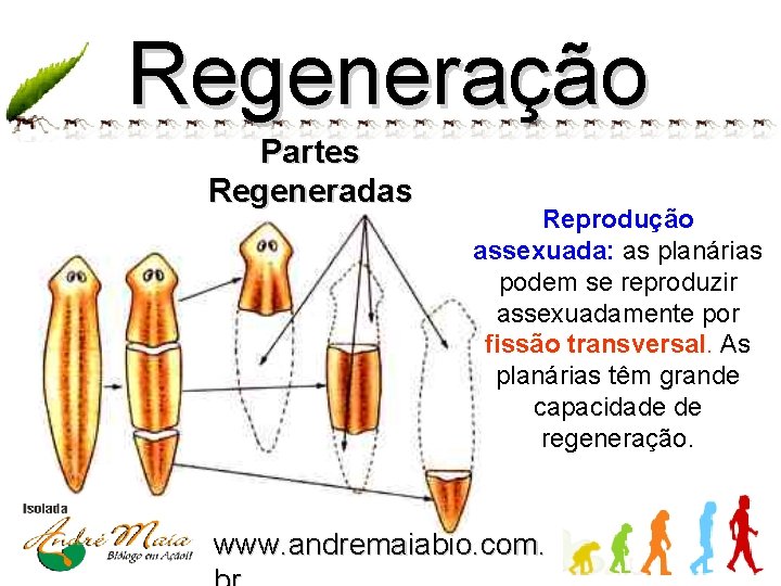 Regeneração Partes Regeneradas Reprodução assexuada: as planárias podem se reproduzir assexuadamente por fissão transversal.