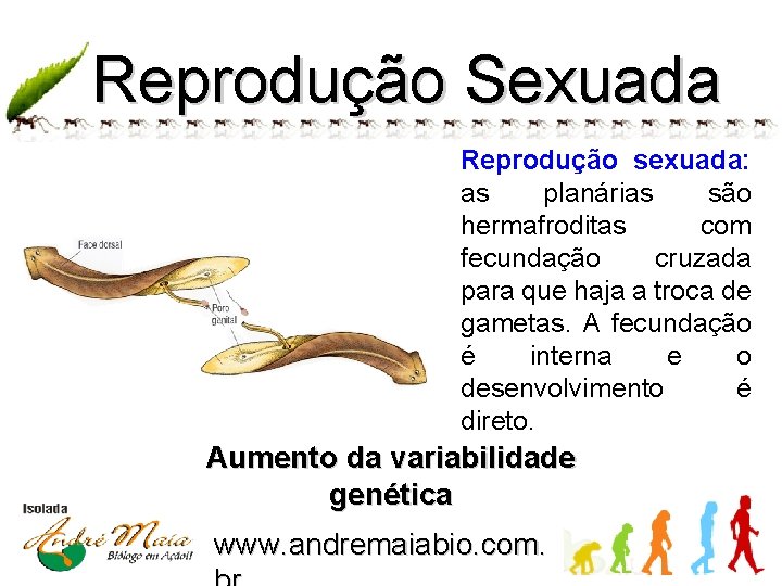 Reprodução Sexuada Reprodução sexuada: as planárias são hermafroditas com fecundação cruzada para que haja