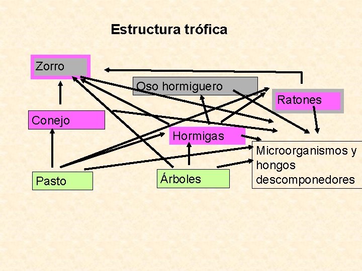 Estructura trófica Zorro Oso hormiguero Ratones Conejo Hormigas Pasto Árboles Microorganismos y hongos descomponedores