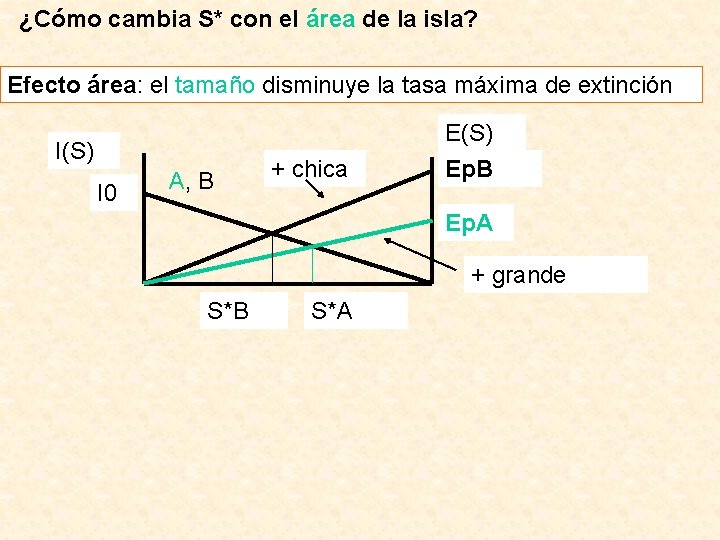 ¿Cómo cambia S* con el área de la isla? Efecto área: el tamaño disminuye
