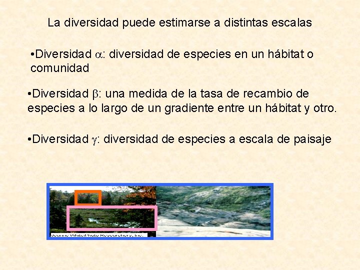 La diversidad puede estimarse a distintas escalas • Diversidad : diversidad de especies en