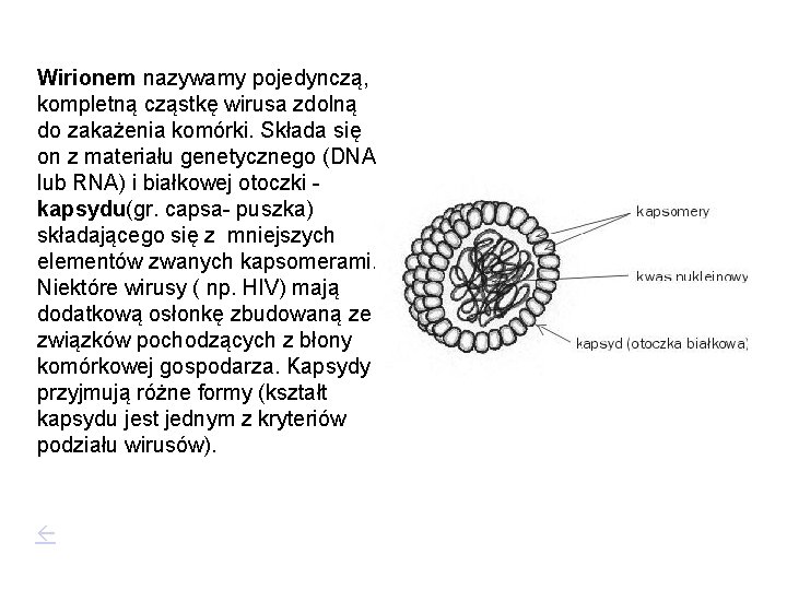 Wirionem nazywamy pojedynczą, kompletną cząstkę wirusa zdolną do zakażenia komórki. Składa się on z