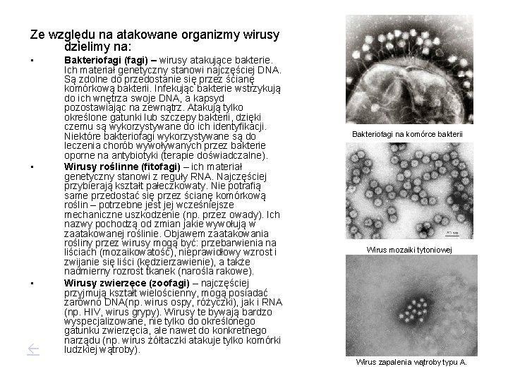 Ze względu na atakowane organizmy wirusy dzielimy na: • • • Bakteriofagi (fagi) –