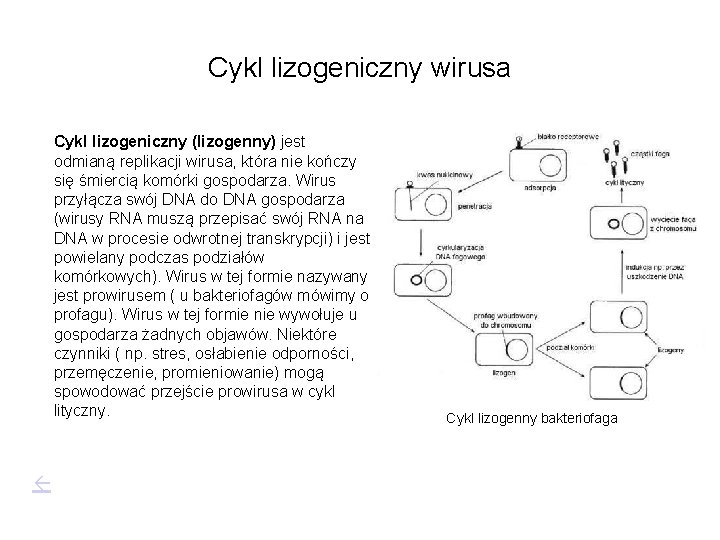 Cykl lizogeniczny wirusa Cykl lizogeniczny (lizogenny) jest odmianą replikacji wirusa, która nie kończy się