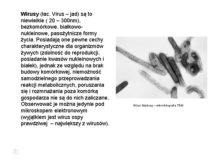 Wirusy (łac. Virus – jad) są to niewielkie ( 20 – 300 nm), bezkomórkowe,