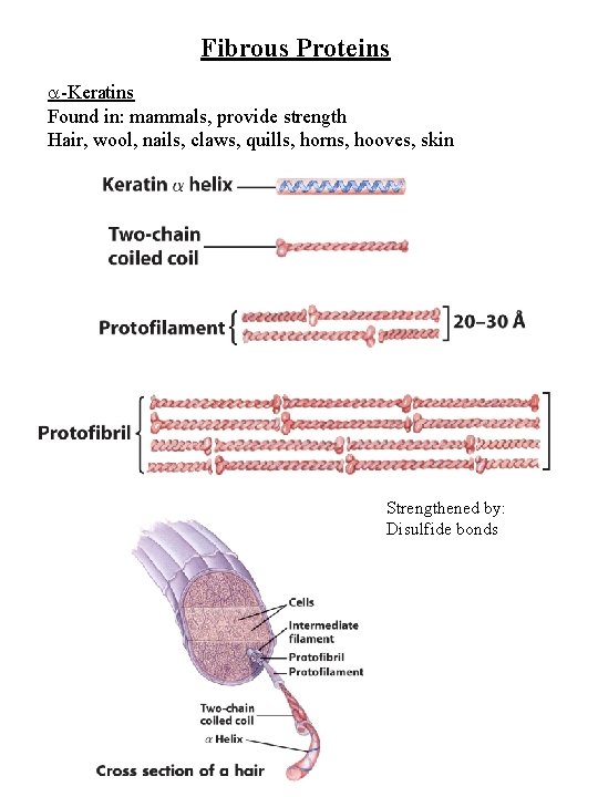 Fibrous Proteins -Keratins Found in: mammals, provide strength Hair, wool, nails, claws, quills, horns,