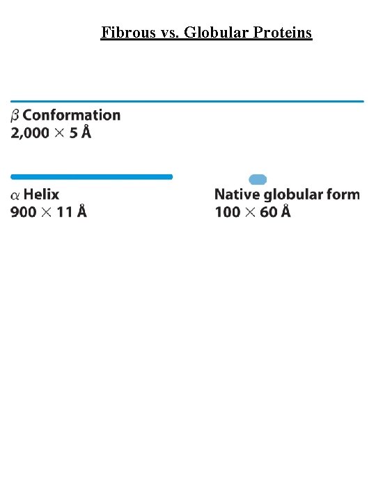 Fibrous vs. Globular Proteins 