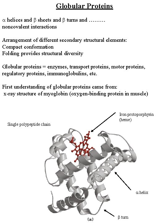 Globular Proteins helices and sheets and turns and ……… noncovalent interactions Arrangement of different
