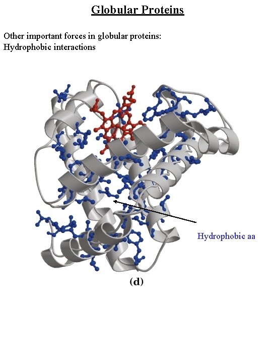 Globular Proteins Other important forces in globular proteins: Hydrophobic interactions Hydrophobic aa 