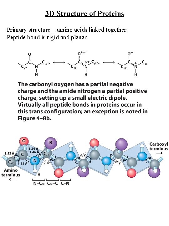 3 D Structure of Proteins Primary structure = amino acids linked together Peptide bond