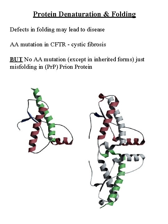 Protein Denaturation & Folding Defects in folding may lead to disease AA mutation in