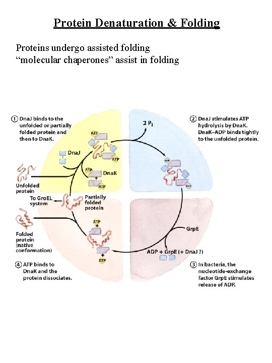 Protein Denaturation & Folding Proteins undergo assisted folding “molecular chaperones” assist in folding 