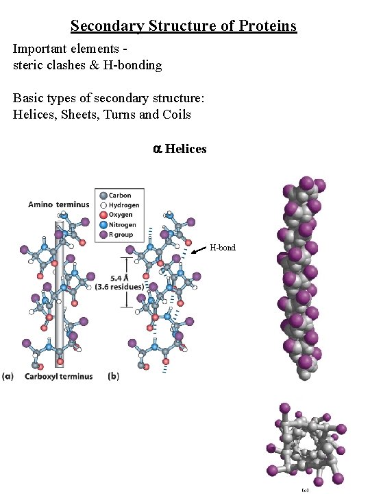 Secondary Structure of Proteins Important elements steric clashes & H-bonding Basic types of secondary