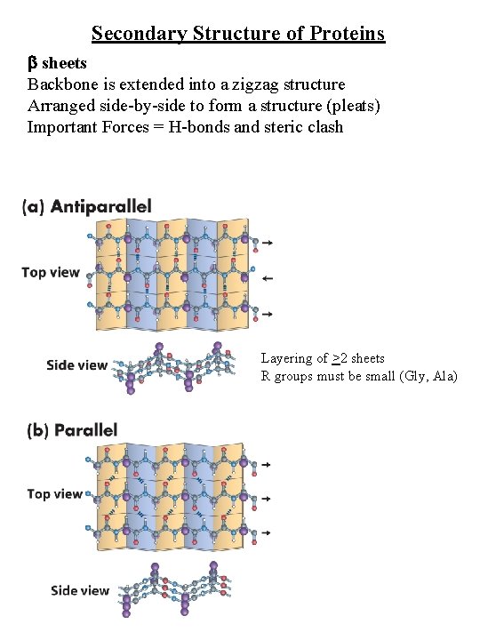 Secondary Structure of Proteins sheets Backbone is extended into a zigzag structure Arranged side-by-side