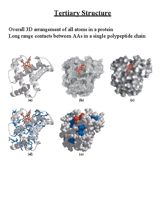 Tertiary Structure Overall 3 D arrangement of all atoms in a protein Long range