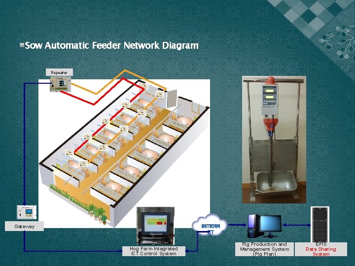 Sow Automatic Feeder Network Diagram Repeater Gateway Hog Farm Integrated ICT Control System Pig