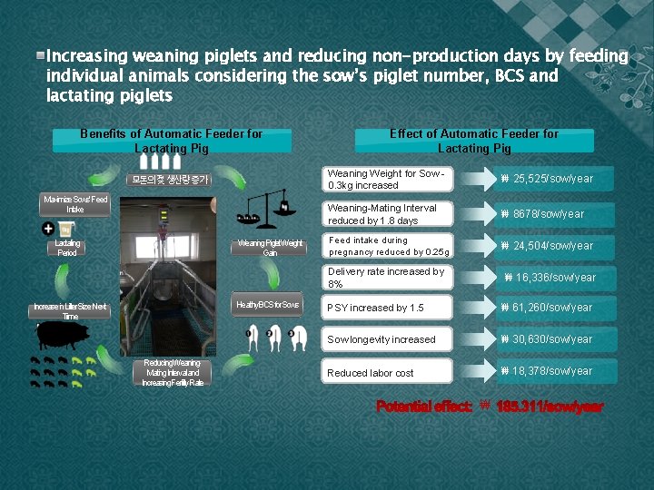 Increasing weaning piglets and reducing non-production days by feeding individual animals considering the sow’s