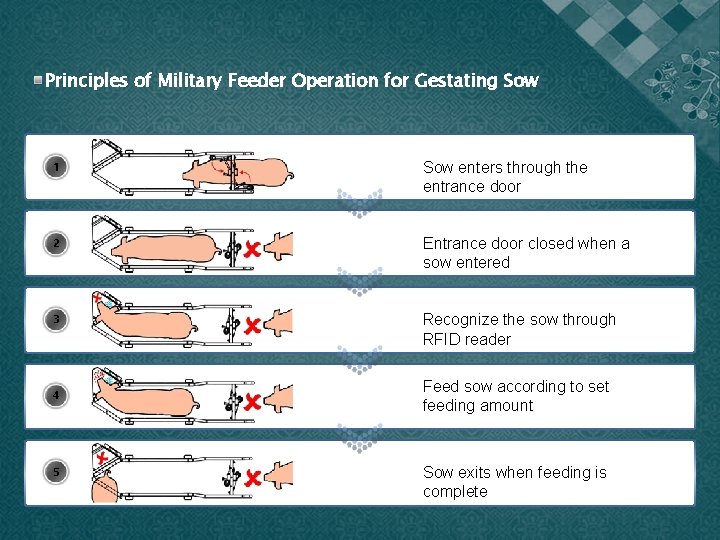 Principles of Military Feeder Operation for Gestating Sow 1 Sow enters through the entrance