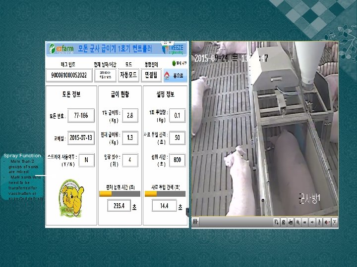 Spray Function - More than 2 groups of sows are mixed - Mark sows