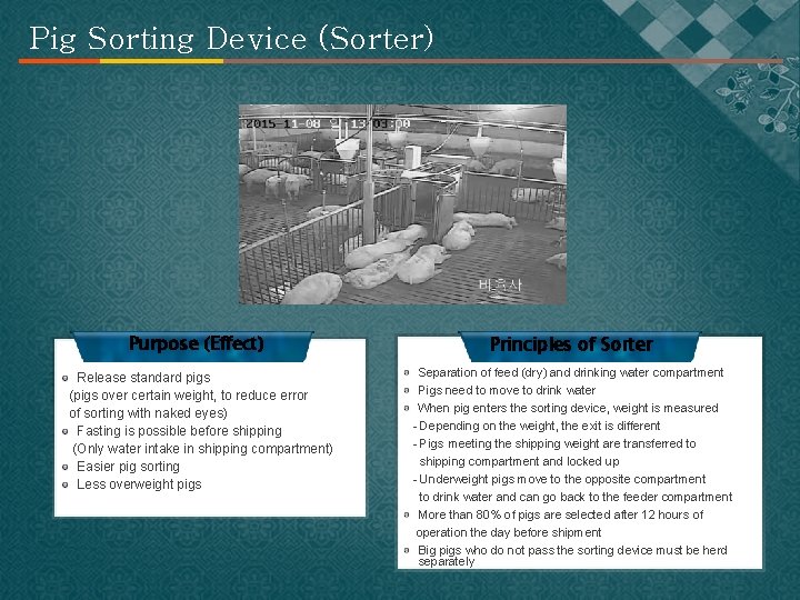 Pig Sorting Device (Sorter) Purpose (Effect) Release standard pigs (pigs over certain weight, to