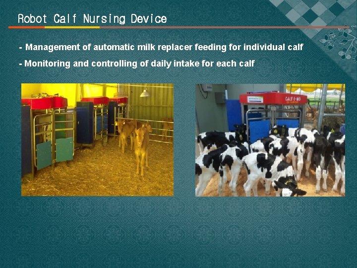 Robot Calf Nursing Device - Management of automatic milk replacer feeding for individual calf