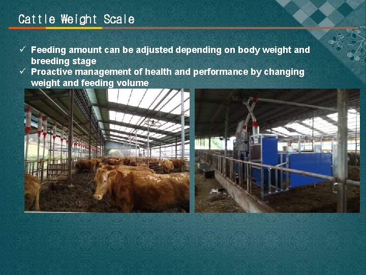 Cattle Weight Scale ü Feeding amount can be adjusted depending on body weight and