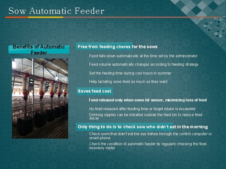 Sow Automatic Feeder Benefits of Automatic Feeder Free from feeding chores for the sows