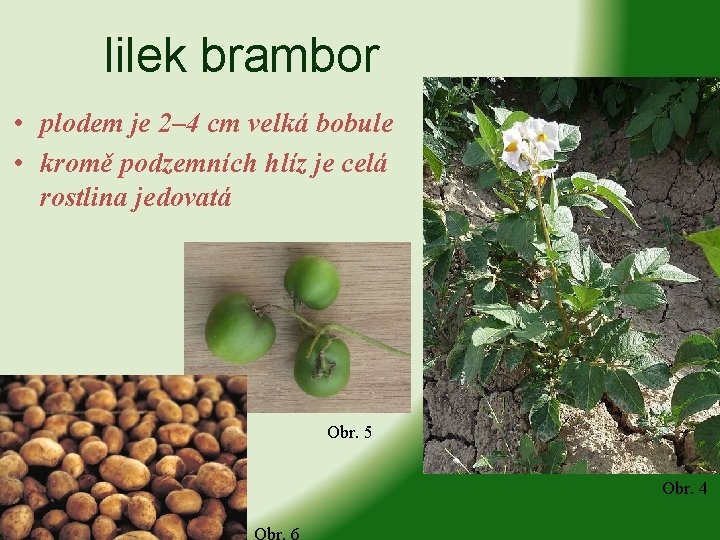 lilek brambor • plodem je 2– 4 cm velká bobule • kromě podzemních hlíz