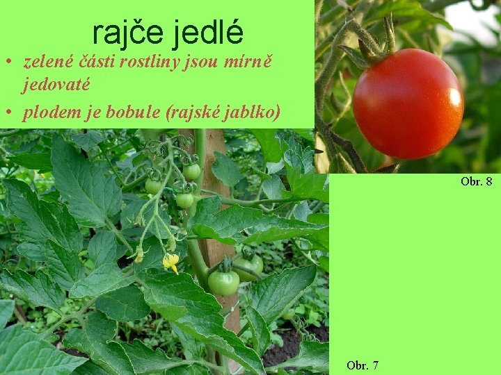 rajče jedlé • zelené části rostliny jsou mírně jedovaté • plodem je bobule (rajské