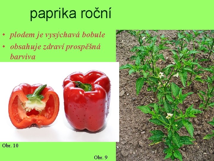 paprika roční • plodem je vysýchavá bobule • obsahuje zdraví prospěšná barviva Obr. 10